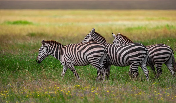 Seeprat Serengetin Kansallispuistossa Tansaniassa — kuvapankkivalokuva