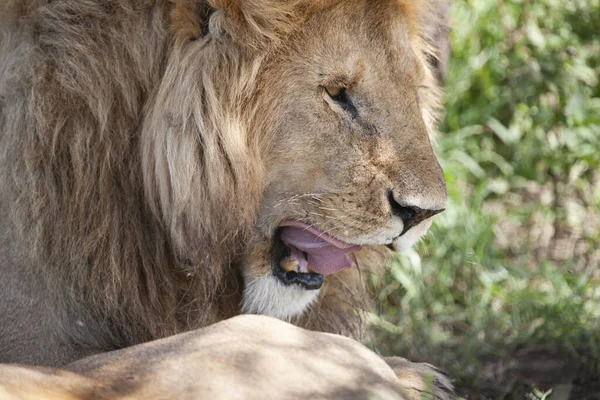 Lew Parku Narodowym Serengeti Tanzania — Zdjęcie stockowe