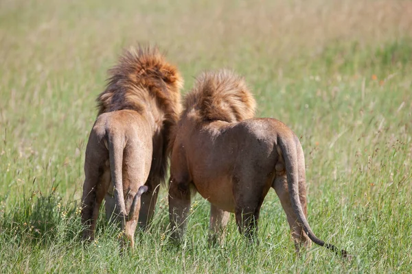 Serengeti Milli Parkı Nda Çimenlerin Üzerinde Aslanlar — Stok fotoğraf