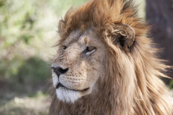 Løve Serengeti Nasjonalpark Tanzania – stockfoto