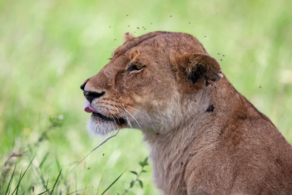 Lwica Parku Narodowym Serengeti Tanzania — Zdjęcie stockowe