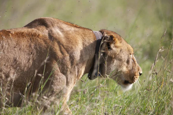 Singa Taman Nasional Serengeti Tanzania — Stok Foto