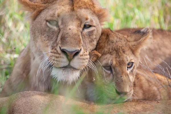 Savanadaki Genç Dişi Aslanlar Serengeti Milli Parkı Nda — Stok fotoğraf
