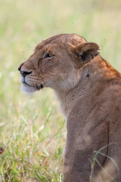 Oroszlán Serengeti Nemzeti Parkban Tanzánia — Stock Fotó