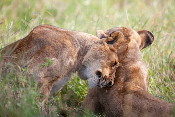 Młode Lwice Savannah Parku Narodowym Serengeti — Zdjęcie stockowe