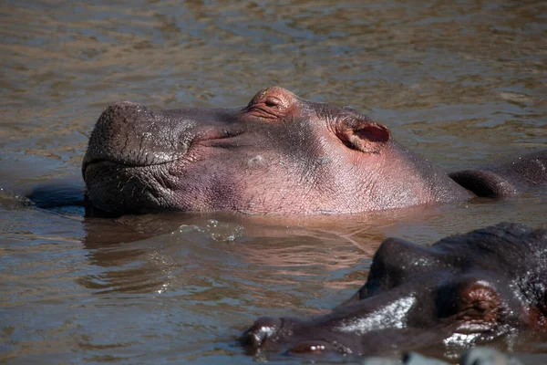 Hippopotamuses Serengeti National Park Tanzania — Fotografia de Stock