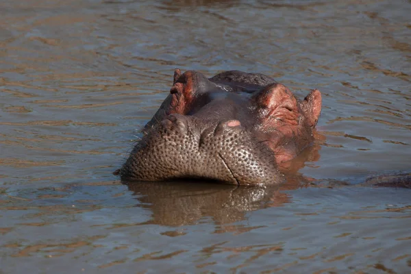 Hippopotamus Στο Εθνικό Πάρκο Serengeti Τανζανία — Φωτογραφία Αρχείου