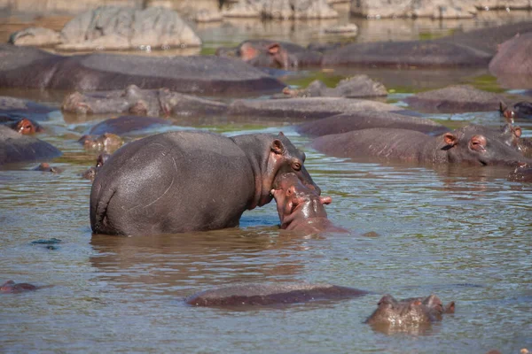 Hippopotamuses Serengeti National Park Tanzania — Stok fotoğraf