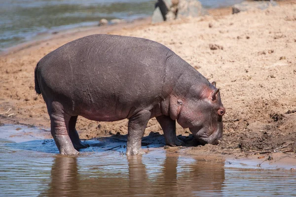 Hippopotamuses Serengeti National Park Tanzania — стоковое фото