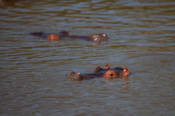 Hippopotamussen Het Serengeti National Park Tanzania — Stockfoto