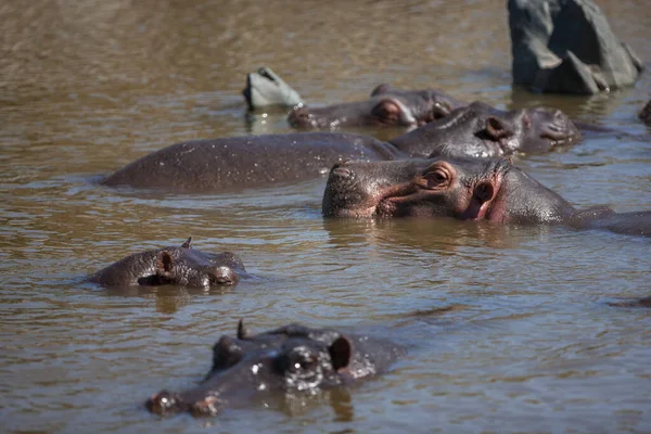 Hippopotamuses Serengeti National Park Tanzania — Fotografia de Stock