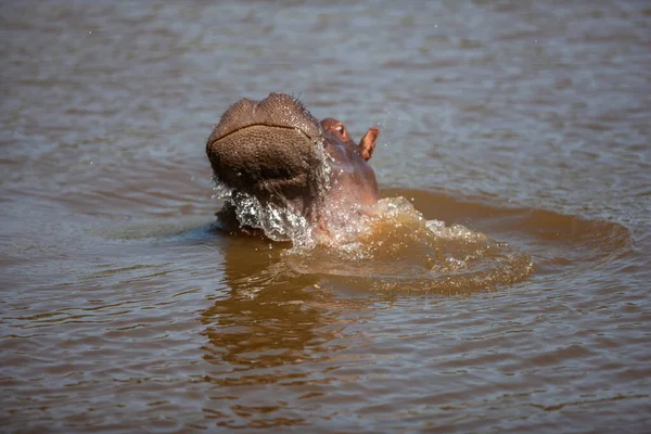 Hipopótamo Banhar Nas Águas Rio — Fotografia de Stock