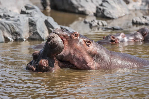 Hipopótamos Parque Nacional Serengeti Tanzânia — Fotografia de Stock