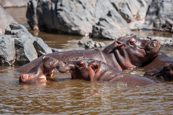 Hippopotamuses Serengeti National Park Tanzania — Foto de Stock