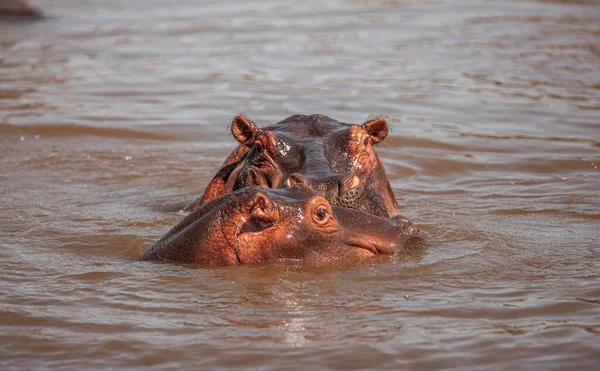 Hippopotamuses Serengeti National Park Tanzania — 스톡 사진