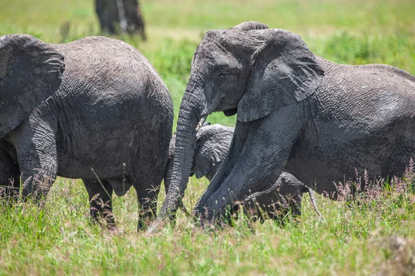African Elephants Serengeti National Park Tanzania — Stock Photo, Image