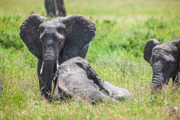 Afrikanske Elefanter Serengeti Nasjonalpark Tanzania – stockfoto