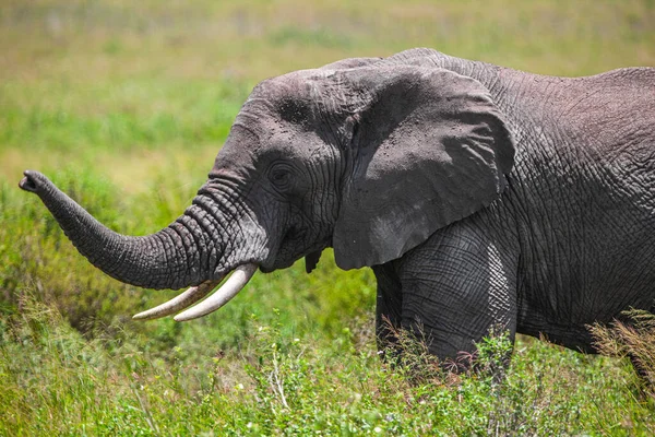 Słoń Afrykański Parku Narodowym Serengeti Tanzania — Zdjęcie stockowe