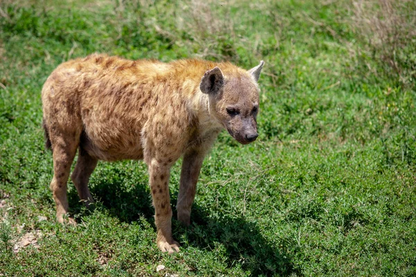 Nahaufnahme Einer Jungen Hyäne Auf Grünem Gras — Stockfoto