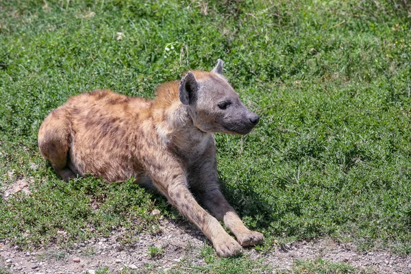Gros Plan Une Jeune Hyène Sur Herbe Verte — Photo