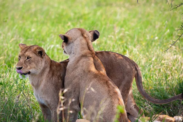 Jóvenes Leonas Savannah Parque Nacional Del Serengeti —  Fotos de Stock