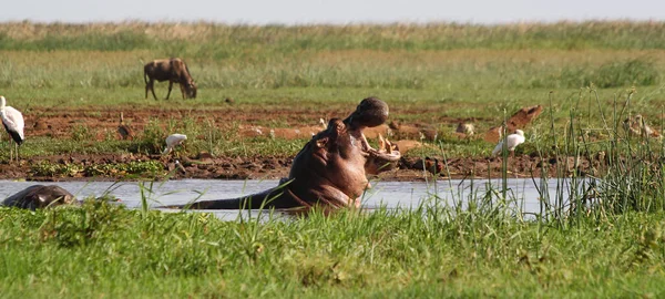Hippopotamus Lake Manyaran Kansallispuistossa Tansaniassa — kuvapankkivalokuva