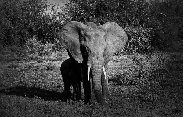 Black White Photo Young Elephant — Stock Photo, Image