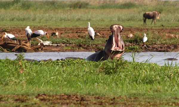 Бегемот Озере Маньяра Танзания — стоковое фото