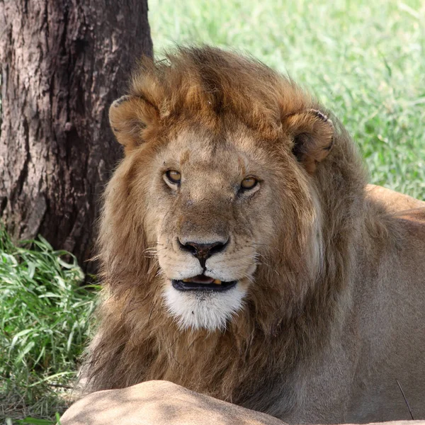 Lion Sur Herbe Parc National Serengeti — Photo