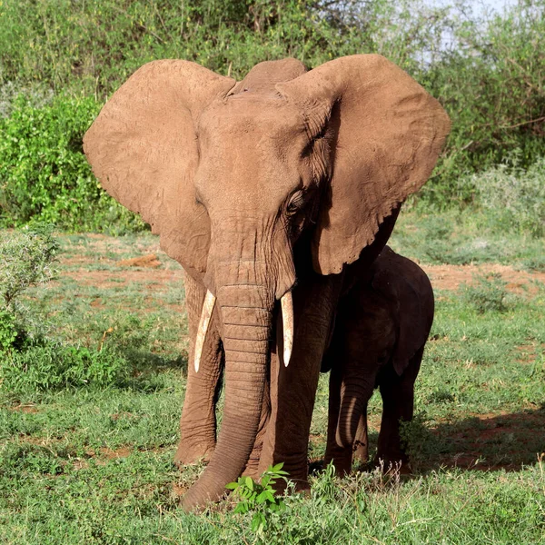 Éléphants Afrique Dans Parc National Serengeti Tanzanie — Photo