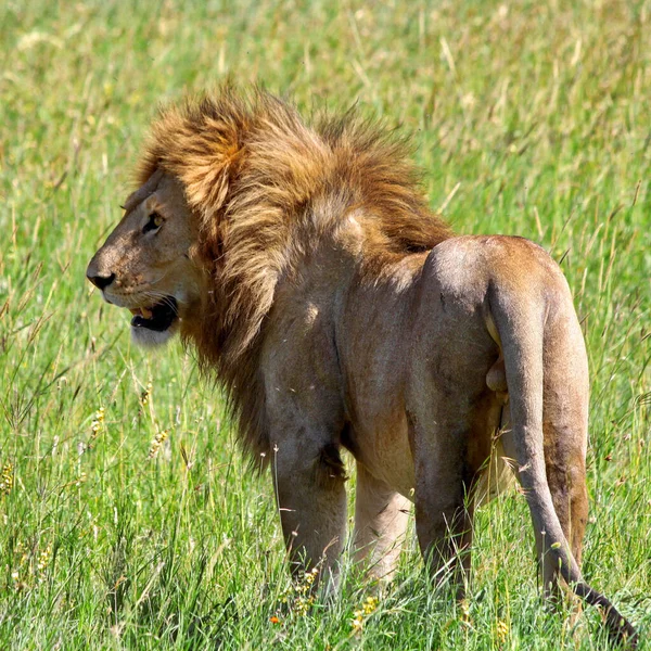 Serengeti Milli Parkı Nda Çimenlikte Aslan — Stok fotoğraf