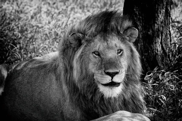 Leone Sull Erba Nel Parco Nazionale Del Serengeti — Foto Stock