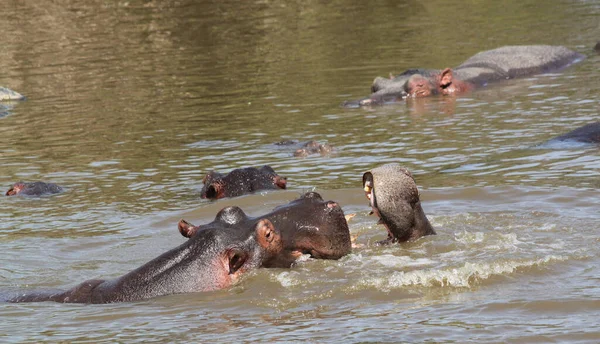 Ippopotami Nel Parco Nazionale Del Serengeti Tanzania — Foto Stock