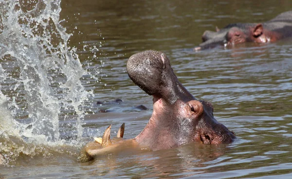 Flusspferde Serengeti Nationalpark Tansania — Stockfoto