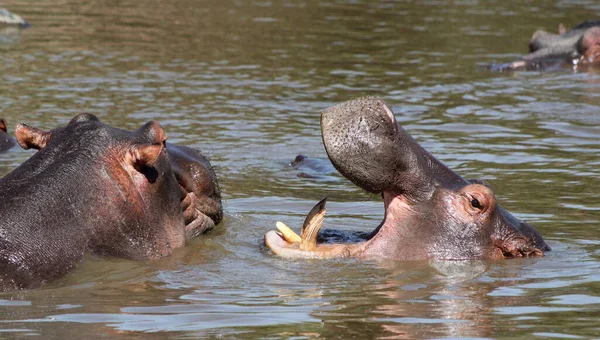 Ippopotami Nel Parco Nazionale Del Serengeti Tanzania — Foto Stock