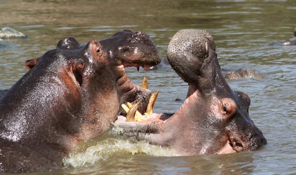 Serengeti Ulusal Parkı, Tanzanya 'da su aygırları