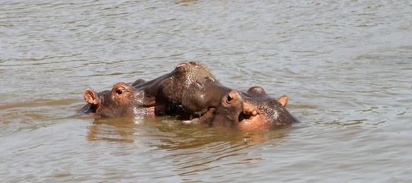Hippopotames Dans Parc National Serengeti Tanzanie — Photo