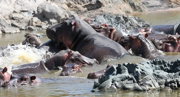 Hippopotamusok Tanzániai Serengeti Nemzeti Parkban — Stock Fotó