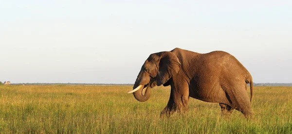 Afrikaanse Olifant Het Serengeti National Park Tanzania — Stockfoto