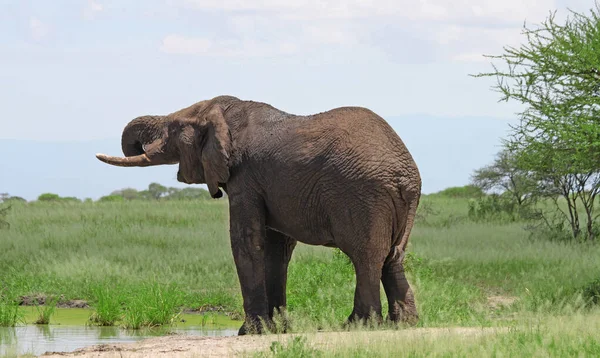 세렝게티 공원에 아프리카코끼리 탄자니아 — 스톡 사진