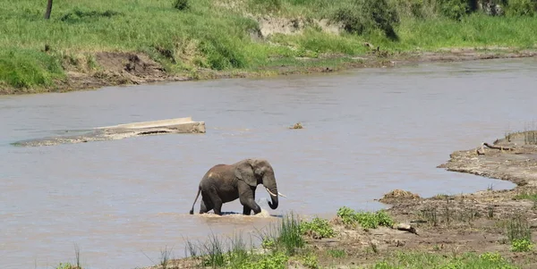 Afrikanischer Elefant Serengeti Nationalpark Tansania — Stockfoto