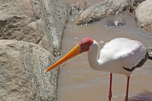 Sudaki Bir Pelikanın Yakın Plan Fotoğrafı — Stok fotoğraf