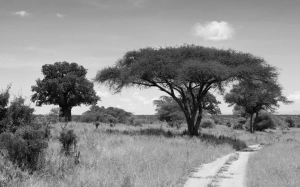 Schwarz Weiß Foto Einer Schönen Afrikanischen Savanne — Stockfoto