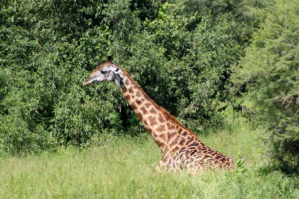Giraffa Nel Parco Della Savana Africana — Foto Stock