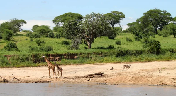 Αφρικανικά Ζώα Στην Ακτή Της Λίμνης Στη Σαβάνα Της Τανζανίας — Φωτογραφία Αρχείου
