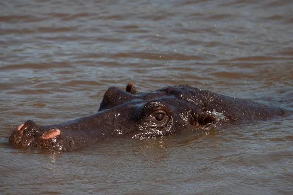 Купання Гіпопотама Річковій Воді — стокове фото