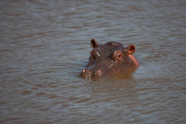 Hipopotama Kąpiącego Się Wodzie Rzecznej — Zdjęcie stockowe