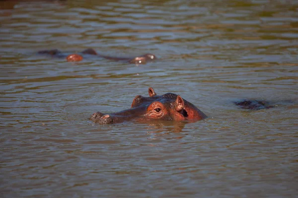 Hipopótamos Parque Nacional Del Serengeti Tanzania —  Fotos de Stock