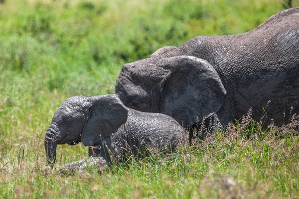 Elefantes Africanos Parque Nacional Del Lago Manyara Tanzania — Foto de Stock