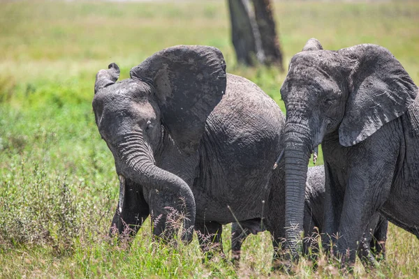 African Elephants Lake Manyara National Park Tanzania — Stock Photo, Image